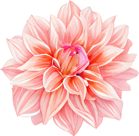 Pink Dahlia flower Watercolor