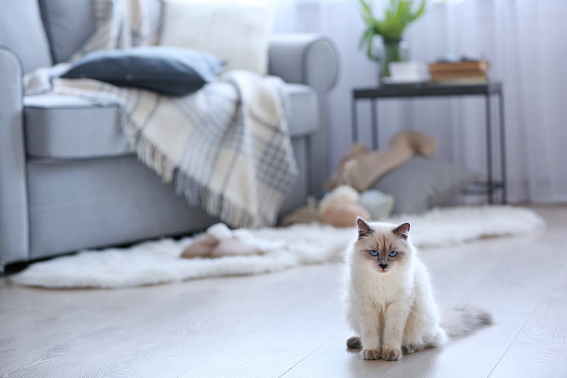 Cat Sitting on the Living Room Floor 