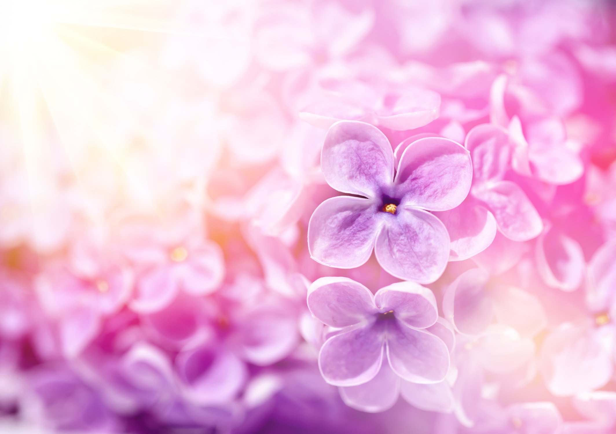 Lilac flowers